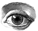 Eye